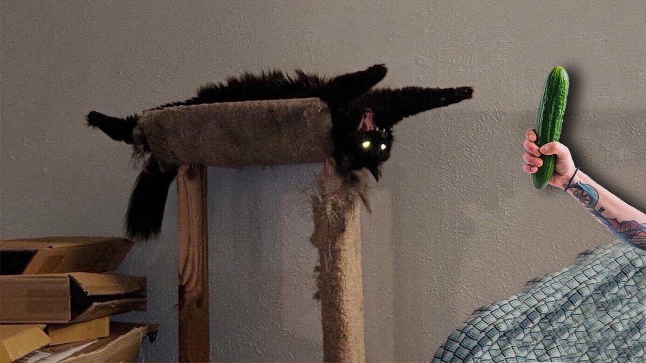 Я РЖАЛ ЦЕЛЫЙ ЧАС?ПОДБОРКА СМЕШНЫХ КОТОВ И СОБАК ДЛЯ ХОРОШЕГО НАСТРОЕНИЯ? #34 смотреть онлайн