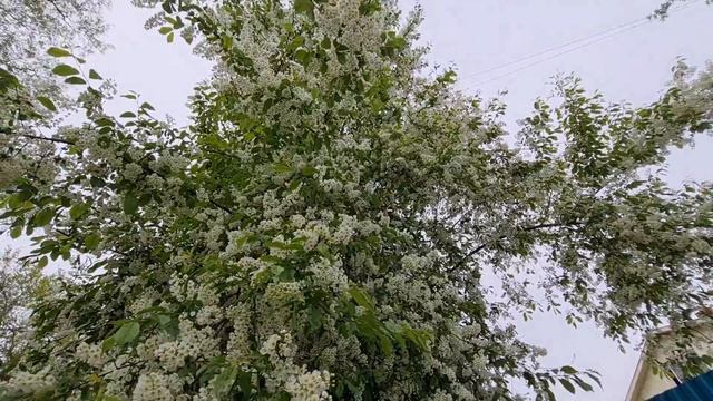 ШИКАРНОЕ ЦВЕТЕНИЕ ЧЕРЁМУХИ В ПРИМОРСКОМ КРАЕ 16.05.2022 russia cherry blossom смотреть онлайн