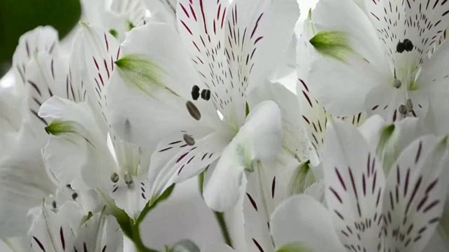 Цветы, похожие на лилии, только маленькие смотреть онлайн