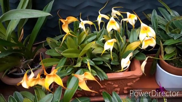 Орхидеи уход и содержание в период отопления. Масдевалия в домашних условиях. смотреть онлайн