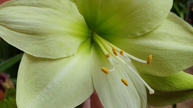 Fantasy hippeastrum смотреть онлайн
