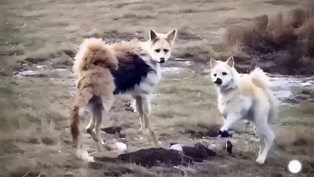 Нейросеть попросили создать милое видео с собачками – в ответ получили дичайшую крипоту смотреть онлайн