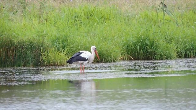 2020 Пруд в Волково, Мценский район. Цапля / Lakes of Russia смотреть онлайн