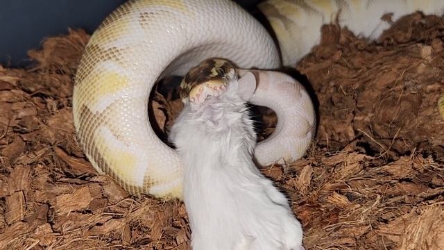 Rescued A Python And Fed It A Live Mouse / Warning Live Feeding смотреть онлайн