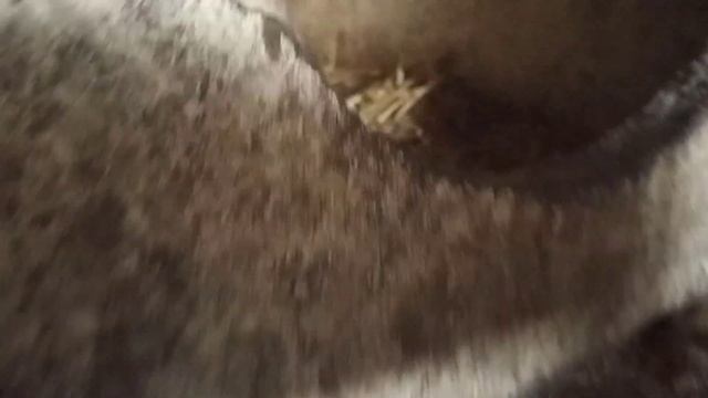 чем кормить кур, чтобы лучше неслись кушаем витамины.