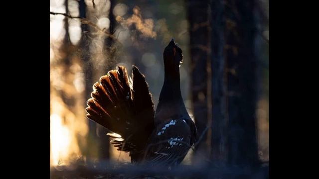 Рассказ охота на глухаря часть 1