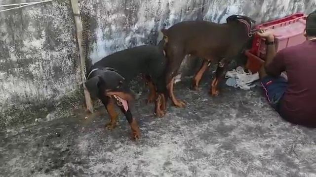 American Female Doberman And European Male Doberman Mating | Doberman Breeding ||Odisha Berhampur | смотреть онлайн