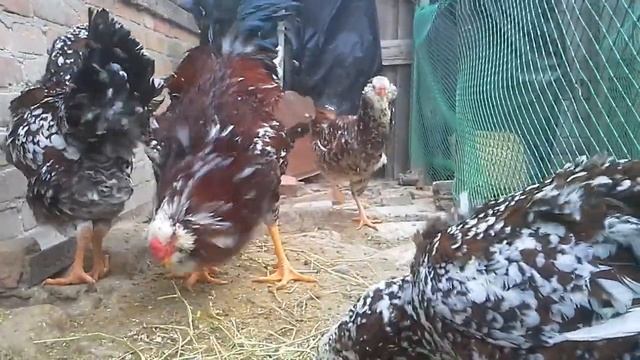 Орловские куры. 23.01.2023г смотреть онлайн