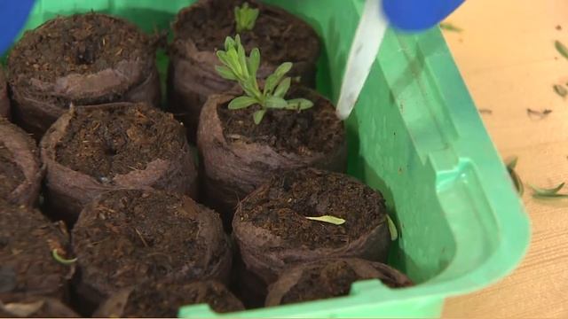 КОНСУЛЬТАНТ САДОВОДА 187 смотреть онлайн