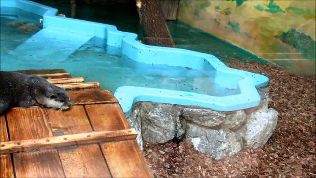 Бескоготные выдры 30.10.19 г. смотреть онлайн