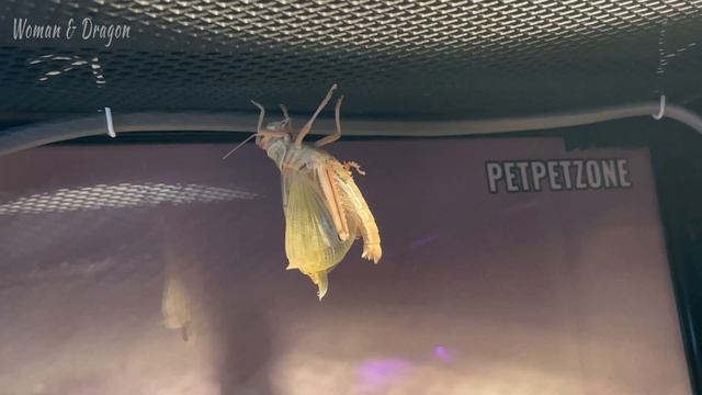 Саранча живет и линяет в террариуме у Бородатой Агамы. Теперь Дракарис видел всё! смотреть онлайн