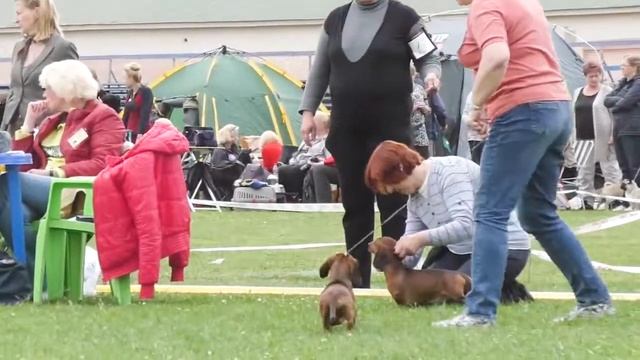 Монопородная выставка "ТАКСА" 8 июля 2017г. Такса миниатюрная гладкошерстная. смотреть онлайн