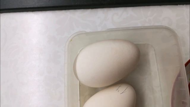 НЕОПЛОД У ГУСЕЙ / Учимся отличать ложный от истинного смотреть онлайн