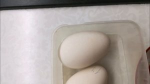 НЕОПЛОД У ГУСЕЙ / Учимся отличать ложный от истинного