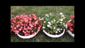 Очень красивые однолетники которые цветут всё лето! Какие цветы посадить???