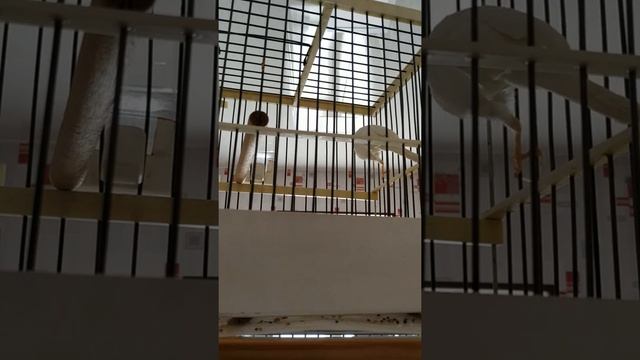 kanareyka канарейка, певчая канарейка, поёт просто супер! смотреть онлайн