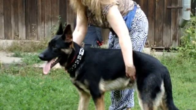 Пример работы голосом и жестом смотреть онлайн