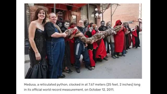 Pythons that Eat People смотреть онлайн