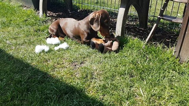 2020.76.Такса порвал медведя#StayHome#The look of our dog# смотреть онлайн