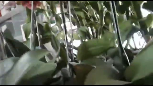 Phalaenopsis Hybrid and Dendrobium in the orchid market $7.00 & $4.00 смотреть онлайн