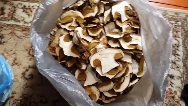 Сухие белые Грибы из Алтайского края Продам смотреть онлайн