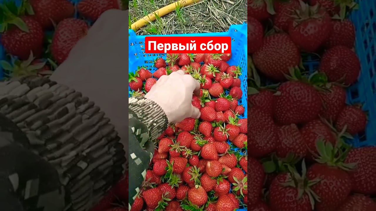 Первый сбор клубники #клубника #shorts #short #strawberry #выращиваниеклубники #сельскоехозяйство смотреть онлайн