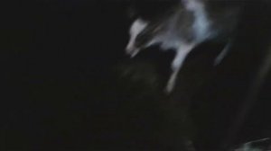 ВИТАМИНЫ ЭЛЕОВИТ ТЕЛЯТАМ БЫЧКАМ