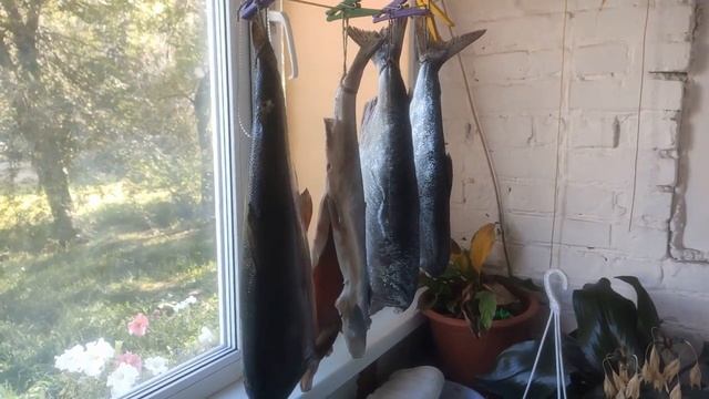 Холодное и горячее копчение рецепты