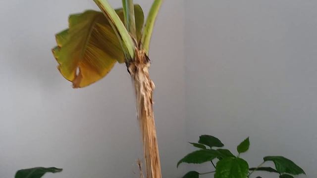 Моя Банановая коллекция