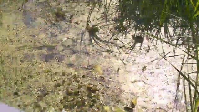 Застрял на моторе болотоходе смотреть онлайн