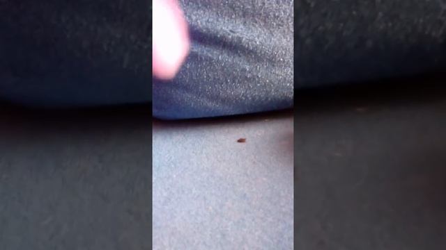 Моя коллекция кроликов белков из меха смотреть онлайн