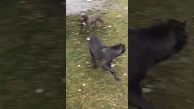 Кане Корсо «Дейтон» и Питбуль «Луна» активно гуляют 😊 смотреть онлайн