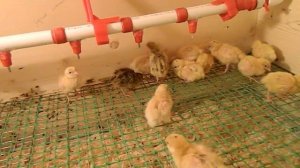 Почему кричит перепеленок