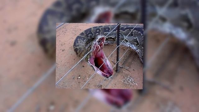 TOP: Las 5 Serpientes Más GRANDES Del Mundo смотреть онлайн