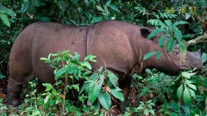 Жизнь и вымирание шерстистого носорога