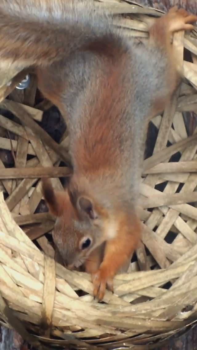 Юная белка кусает лукошко