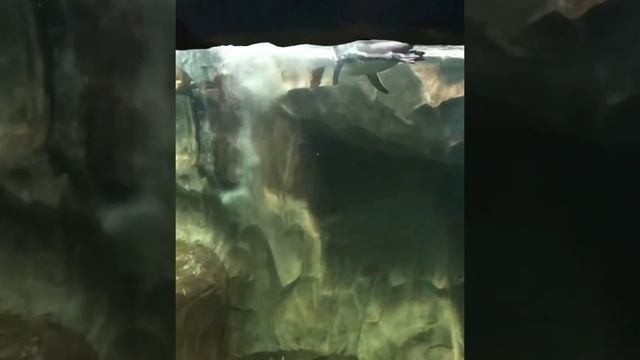 Воронежский ОКЕАНАРИУМ/ ШОУ морских котиков/ КОРМЛЕНИЕ КРОКОДИЛОВ и АКУЛ смотреть онлайн