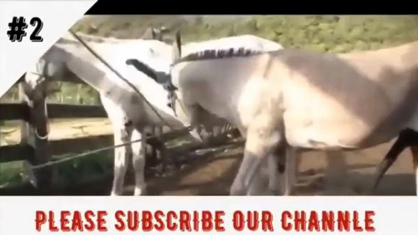 Super donkey meeting video