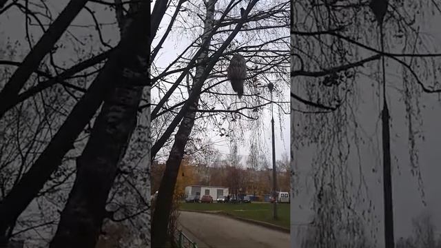 Сова во дворе смотреть онлайн