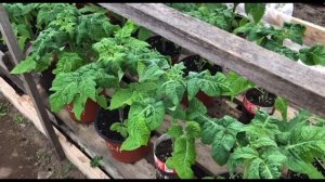 Гном томатный от посева до сбора урожая!