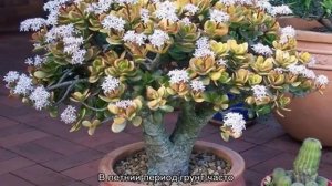 Как поливать денежное дерево в домашних условиях