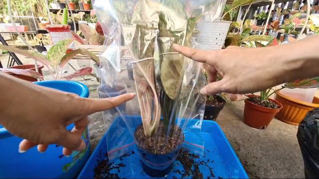 Tanam Aglaonema Akar Sedikit Dan Tanam Cacahan смотреть онлайн