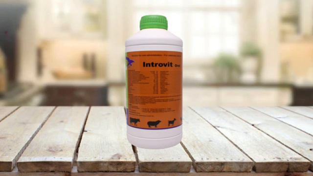 INTROVIT ORAL| EFEKTIF UNTUK PENGGEMUKAN SAPI, KAMBING, DOMBA, AYAM смотреть онлайн
