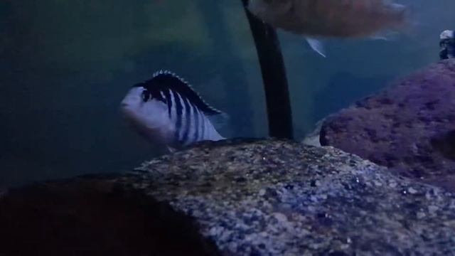 Labidochromis chisumulae chizumulu mâle смотреть онлайн