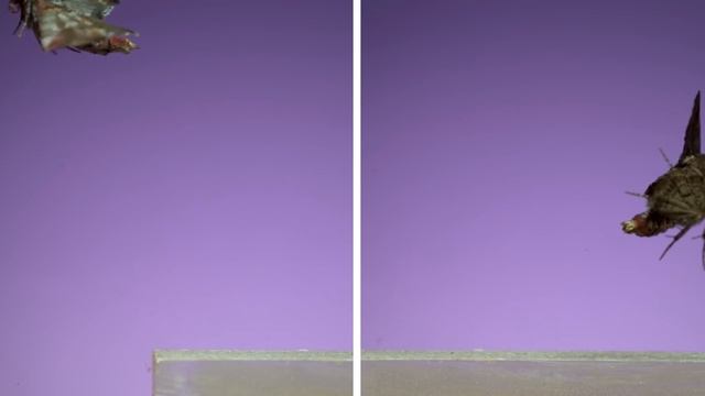 7 Spectacular Moths In Slow Motion!