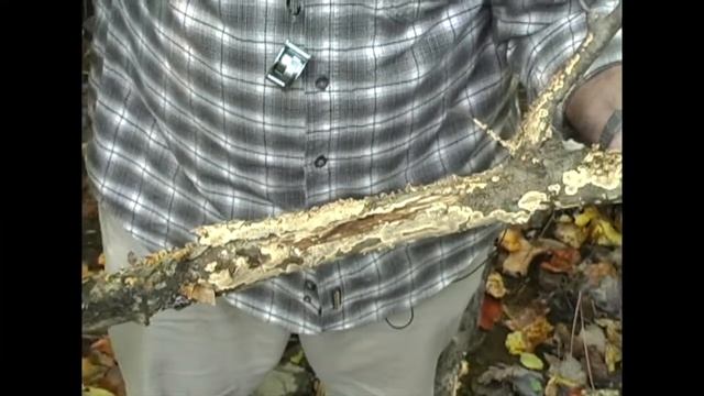 Dr Larry Grand - A Common Slash Rotter (Stereum complicatum) смотреть онлайн