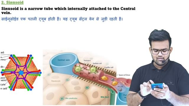 Liver Anatomy and Physiology | Function of Liver | Hepatic Cell | Bile Juice | Lobes of Liver | смотреть онлайн