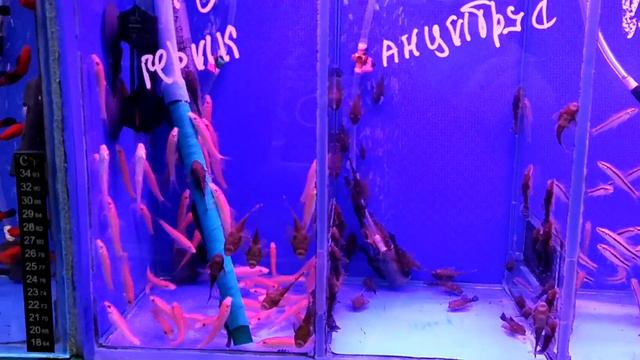 Птичий рынок. Animal Mall in Moscow смотреть онлайн