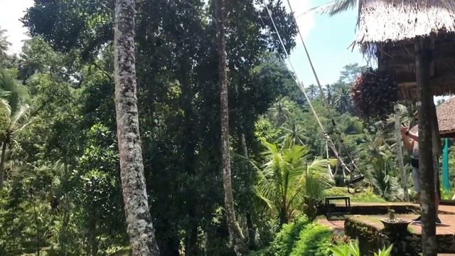 Рисовые террасы Tegallalang на Bali смотреть онлайн