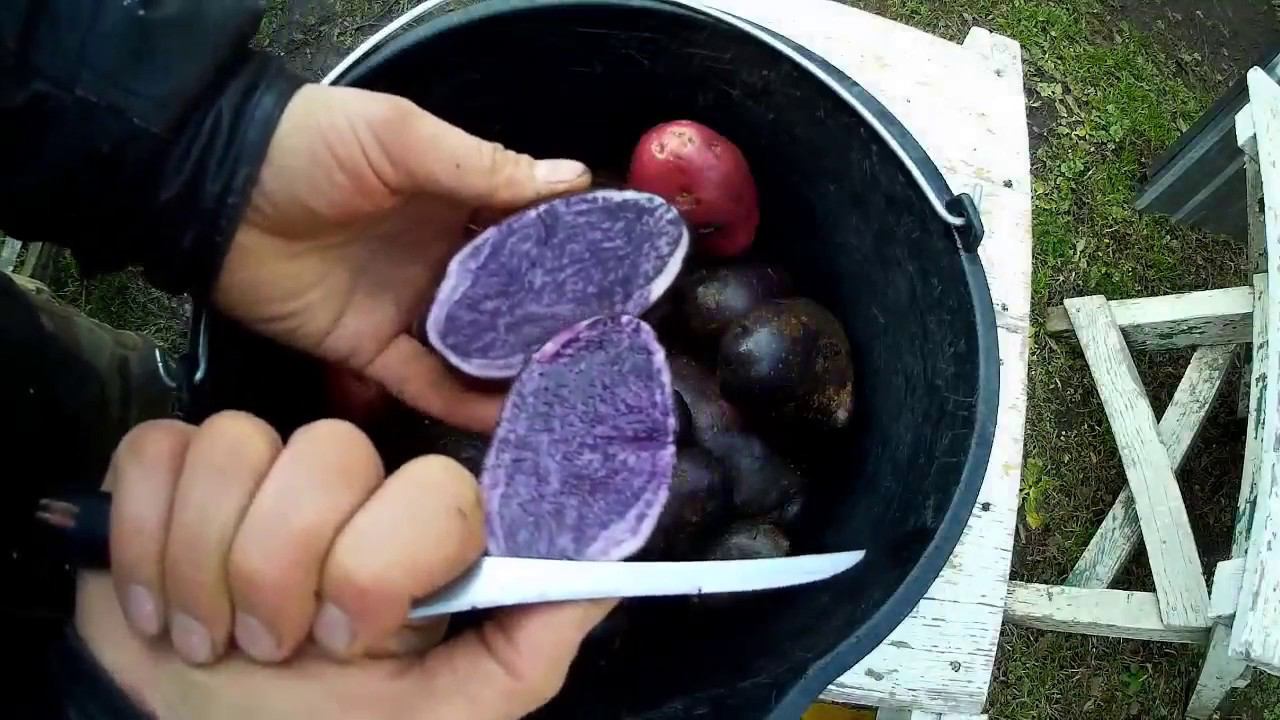 У меня есть фиолетовая картошка. У неё мякоть была и белая и фиолетовая! смотреть онлайн